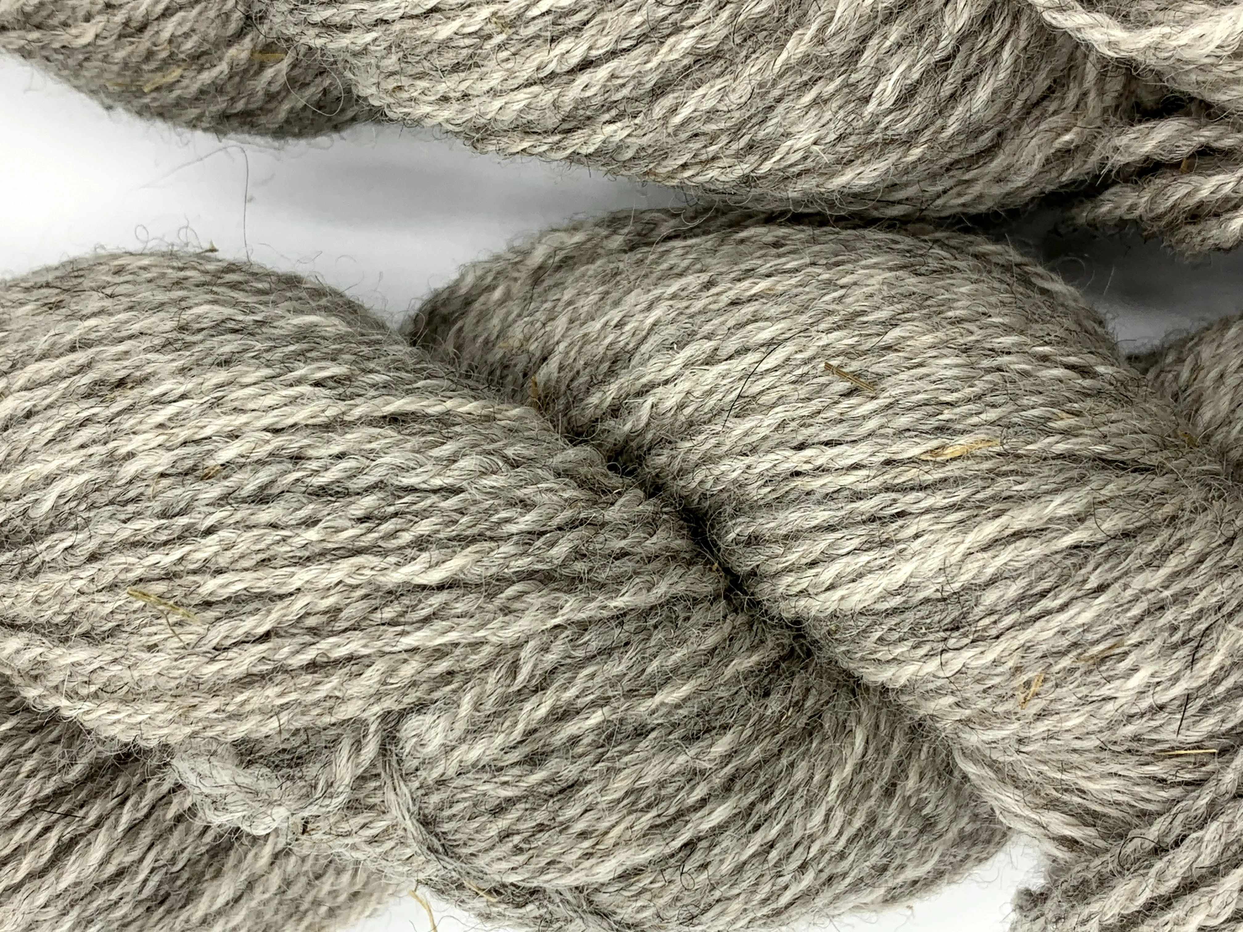Corriedale (Rose Marie) - Sport